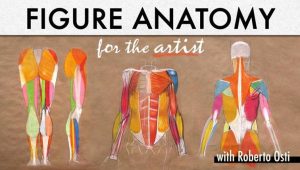 roberto-osti-anatomy-drawing-teacher-bluprint-reviews