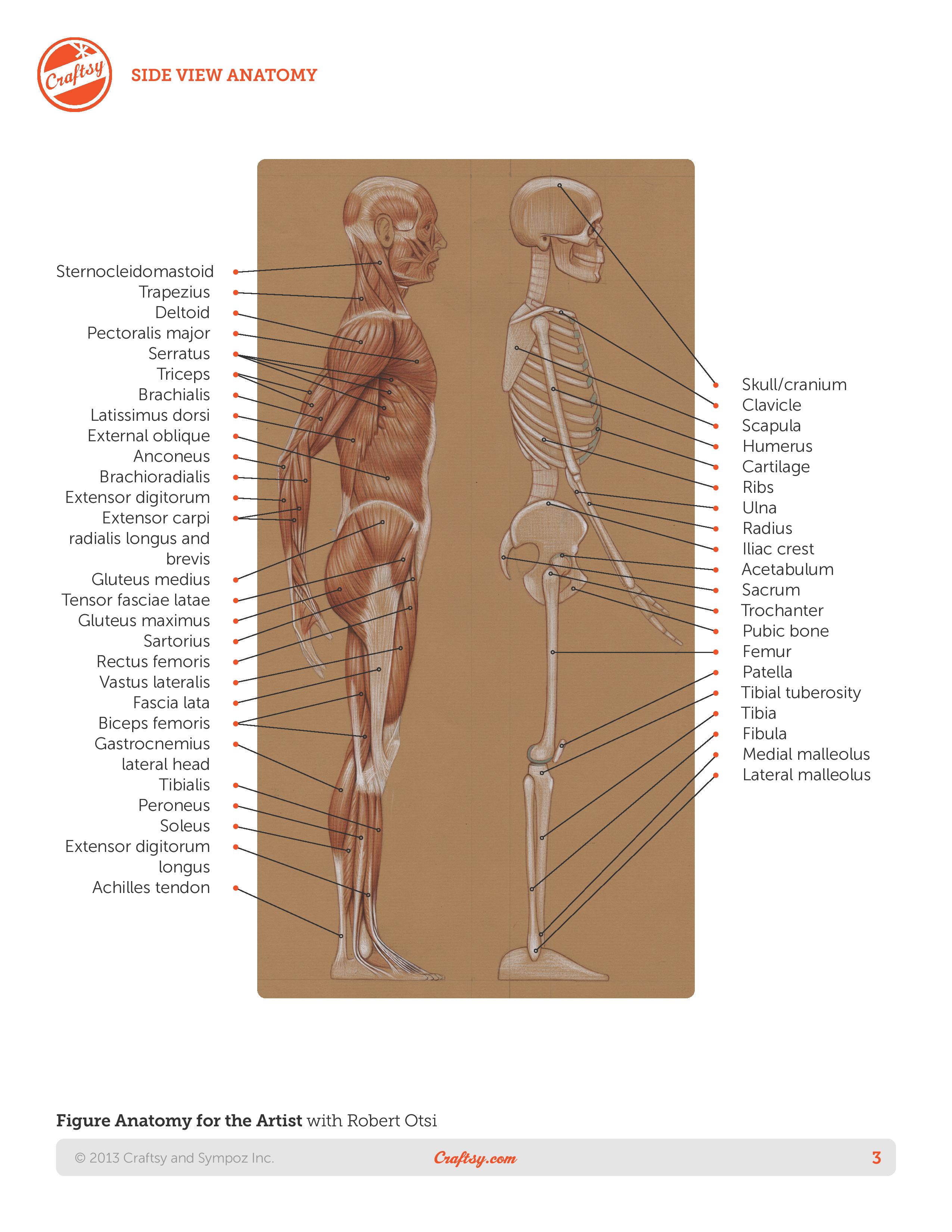 Basic Human Anatomy | The Book