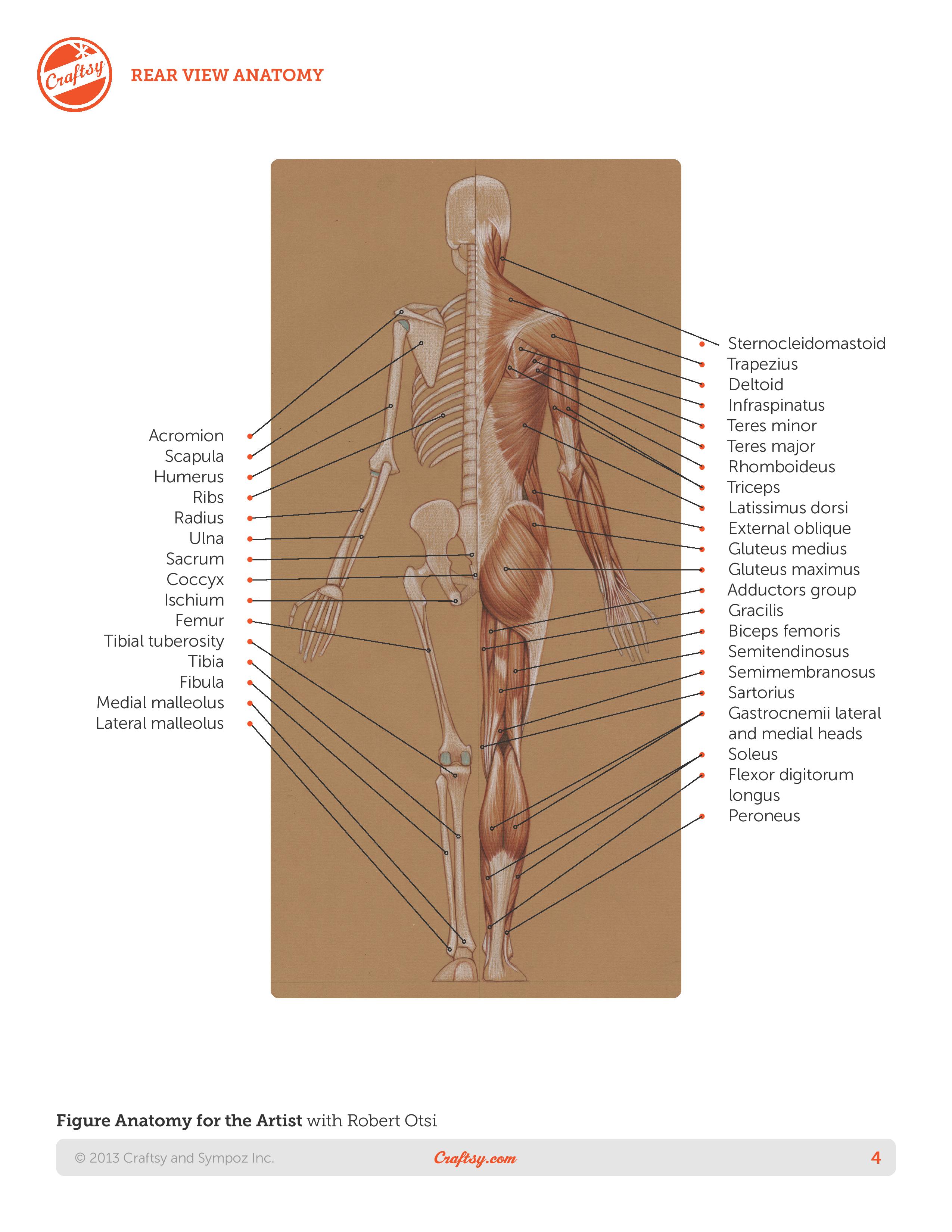 Basic Human Anatomy | The Book
