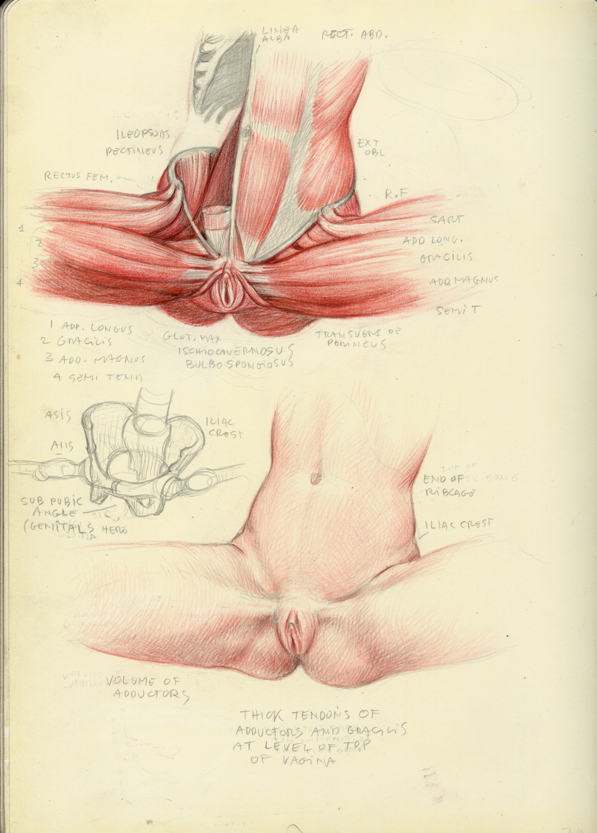 female pelvis, drawing and anatomical study