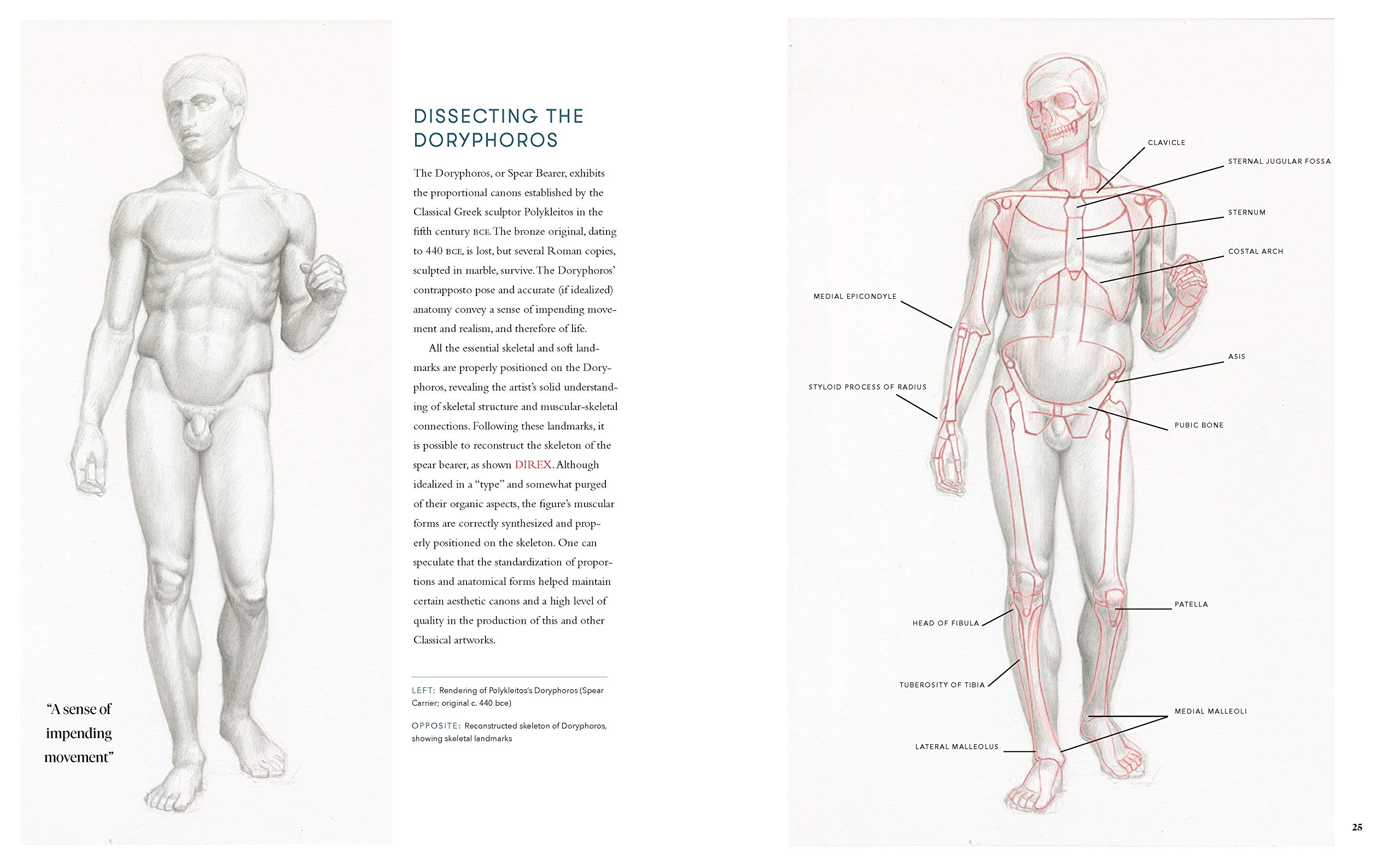 Dynamic Human Anatomy Book by Roberto Osti Dissecting the doryphoros