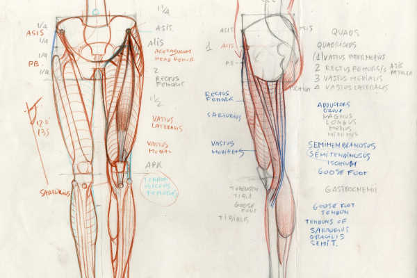 roberto-osti-drawing-essential-anatomy