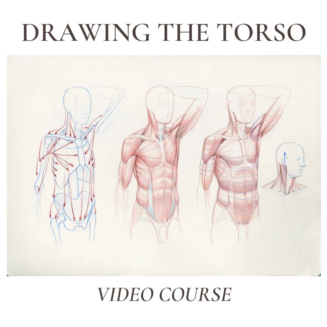 roberto-osti-drawing-torso-video-course-vimeo (1)