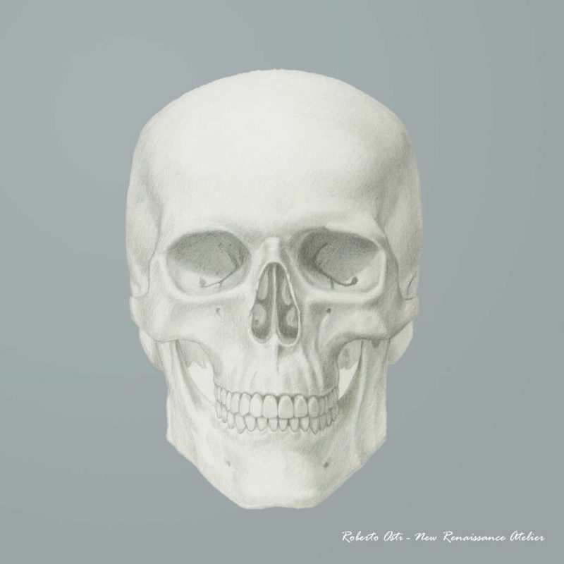 skull basic human anatomy by roberto osti