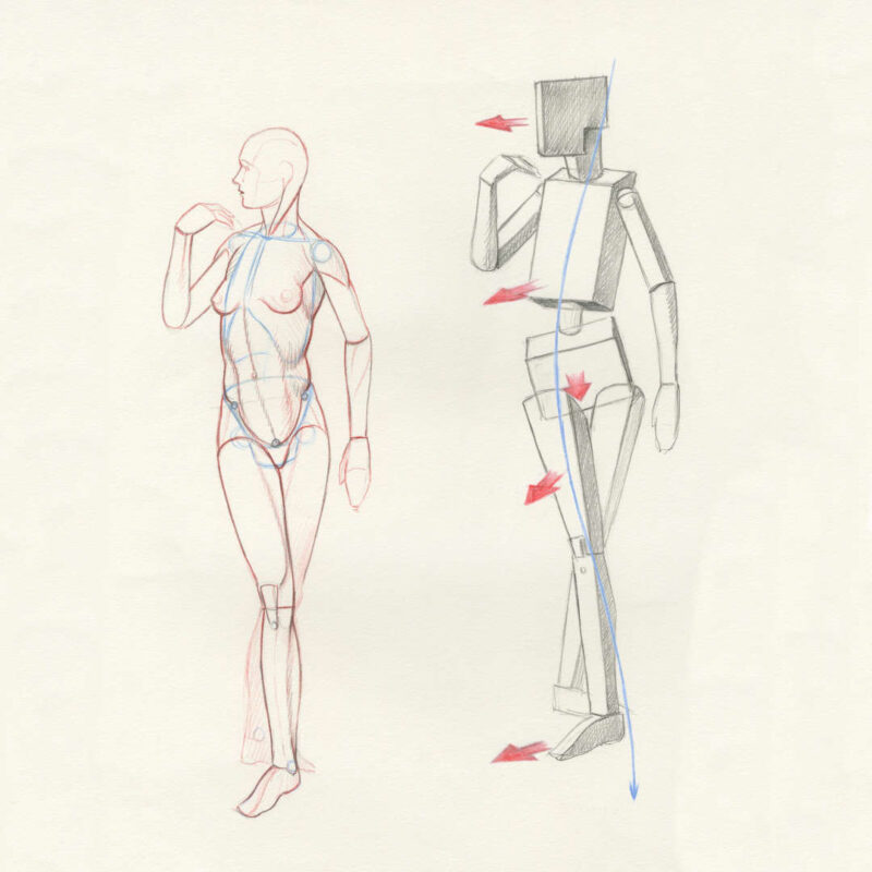 From blocks figures to muscles: a Figure Drawing Foundation course