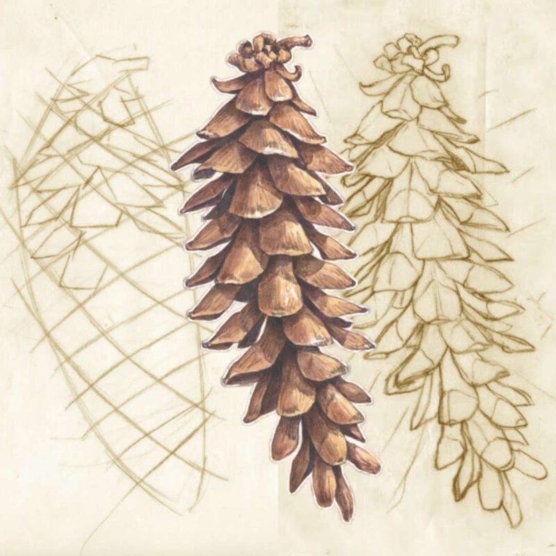 pinecone watercolor sequence by roberto osti