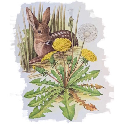 roberto osti drawing franco testa artist