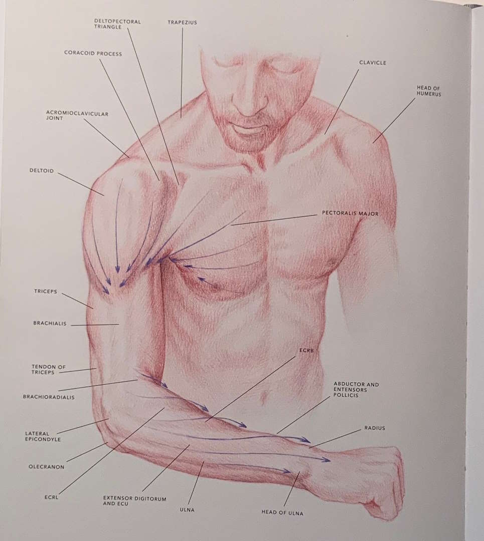 Landmarks, muscles and external forms of the legs at pelvis, frommy book Dynamic Human Anatomy, The Monacelli Press-Phaidon.