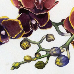 Watercolor Foundation