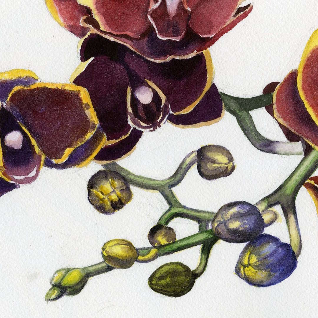 roberto-osti-drawing-new-renaissance-atelier-Watercolor-Foundation-Series-Painting-Flowers-313